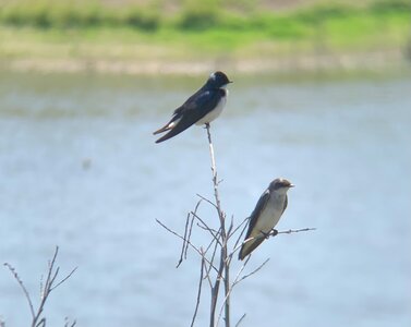 tree swallow.jpg