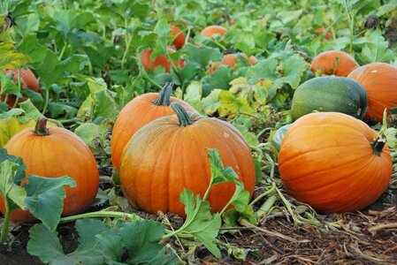 growing-pumpkin-1621443017.jpg