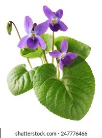 sweet-violet-viola-odorata-isolated-260nw-247776466.jpg