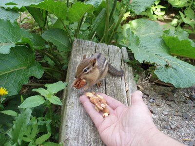 chipmunk with pecan forum.jpeg