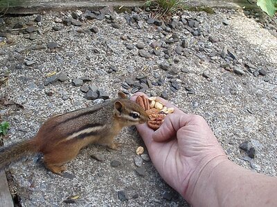 Chippy taking nuts from my hand forum.jpeg