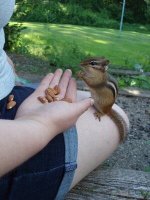 Chipmunk on my daughter's lap forum.jpeg