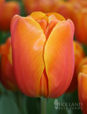 88367-christmas-orange-single-early-tulip.jpg