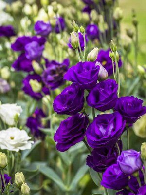 purple-lisianthus-070218-min.jpg