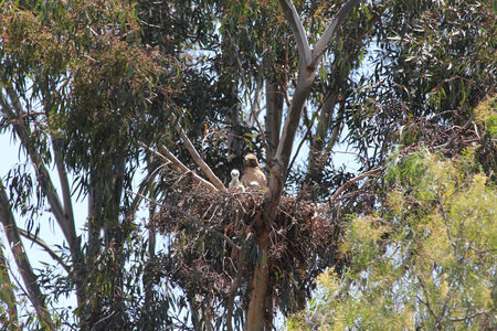 Hawk and chicks.JPG