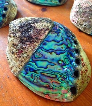 half-polished-swirl-paua-shell-2098-p.jpg