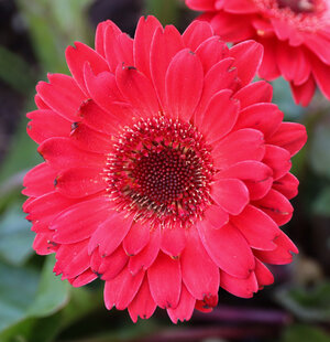 Gerbera.jpg