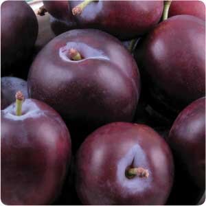 p-6669-Plums__Black__BC_4c8e39b67bcb4.jpg