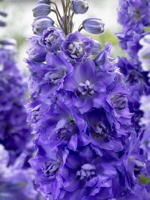 Delphinium Elatum 'Indigo Indulgence'.jpeg