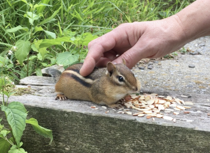 chipmunk lets us pet her.png