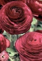 ranunculus .jpg