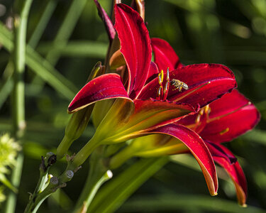 Bee in daylily-0248.jpg