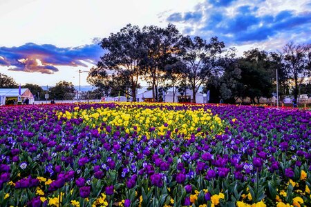 Floriade_Flowers05.jpg