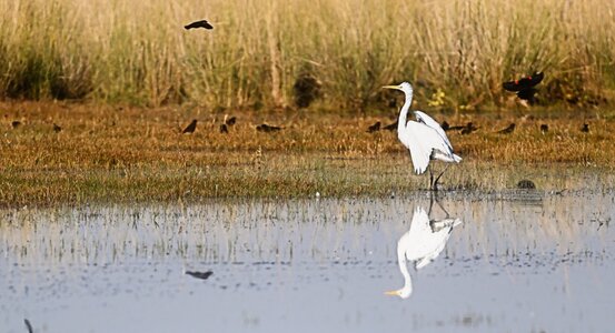 Snowy Egret at Duck club2.jpg