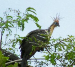 hoatzin.JPG