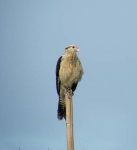 yellowheadedcaracara.JPG