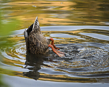 Mallard feeding KA Park 2017-1686.jpg