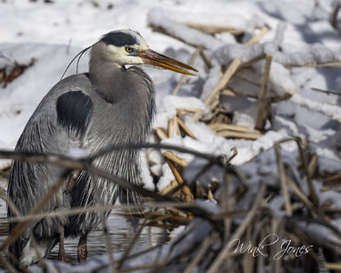 Kathryn Alberson Park  Blue Herons-0968.jpg