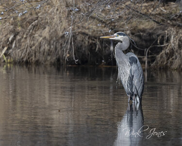 Kathryn Alberson Park  Blue Herons-0994.jpg