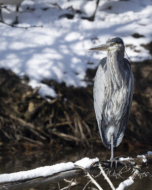 Kathryn Alberson Park  Blue Herons-1003.jpg