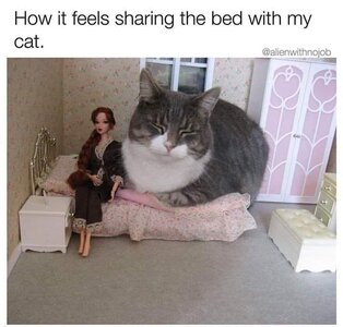 sharingbedwithcat.jpg