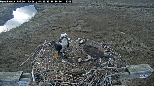 2 ospreys with their first egg!.png