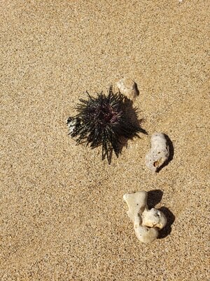 beach buddy.jpg