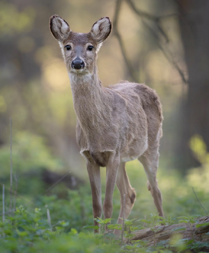 deerjerseyshore.png