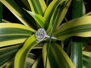 ring on leaf 1.JPG