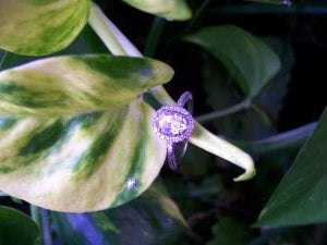 purple ring plant.JPG