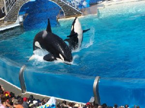 seaworld1.jpg