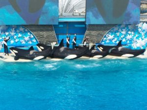 seaworld2.jpg