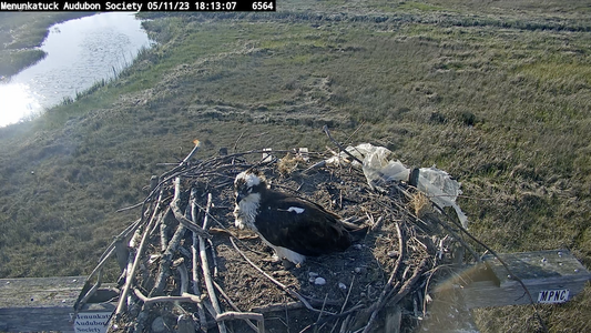 CT osprey on 5:11; slightly more twigs.png