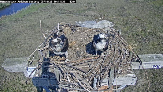 2 ospreys on 5:14, male on right side.png