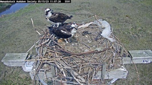 5:15 2 spreys with new reddish brown stick on nest.png