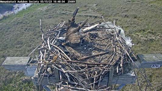 male osprey excavating a depression for the eggs.png