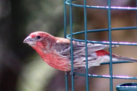 house finch.JPG