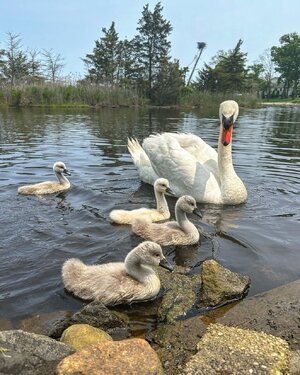 swanandbabies.jpg