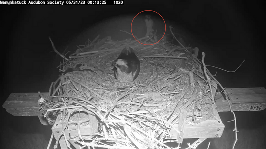 Male nearby, behind nest.png