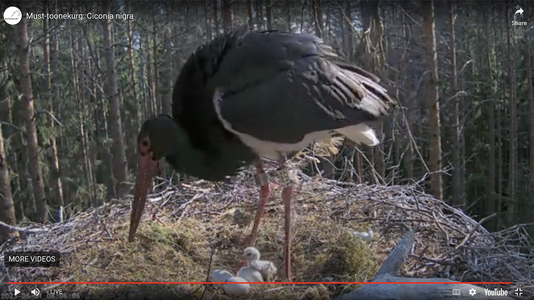 1st baby stork.png