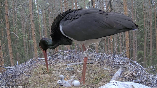 2nd stork hatched, still wet.png