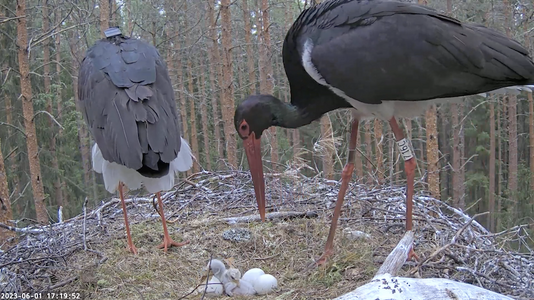 dad stork has tracker on his back.png