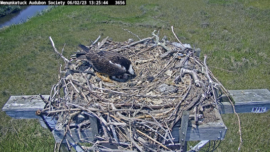 CT osprey has a 2nd egg.png