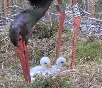 3rd stork egg has a hole and chick is moving inside.jpeg