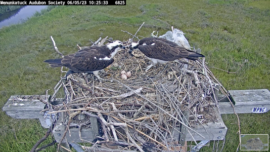 3 eggs, Female (R) arrives and male (L) leaves.png