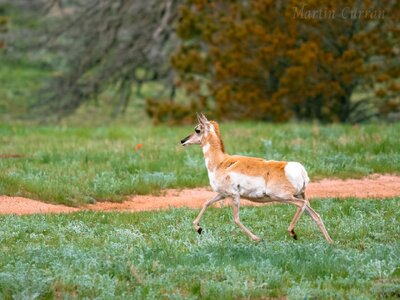 Antelope.jpg