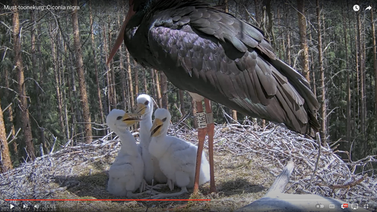 baby storks 6:17:23.png