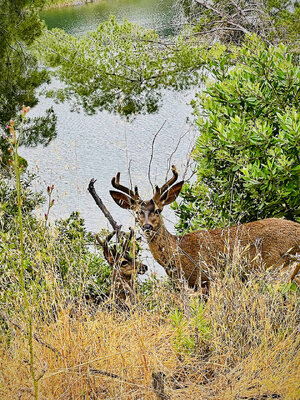 Blacktail Deer at Lake Hollywood.jpg