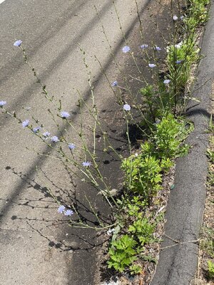 Chicory plants growing by roadside forum.jpg