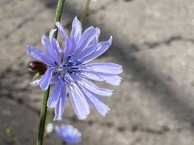 chicory flower close up forum.jpg